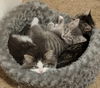 Kitten Brothers - FROST
