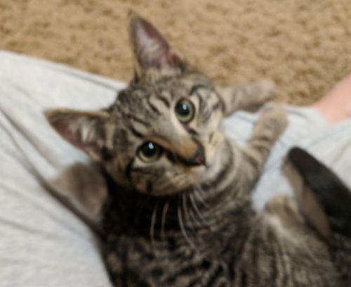 Kitten Brothers - THOMAS