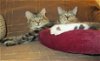 ABBY and GIBBS - Active Kitten Partners