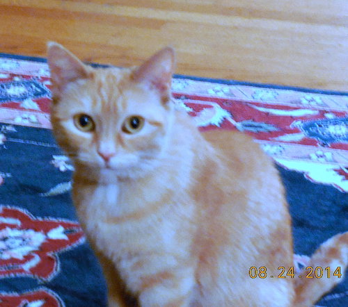 Offered by Owner TESSIE - sweet,shy Senior