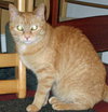 Offered by Owner TESSIE - sweet,shy Senior
