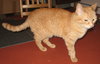 Offered by Owner TESSIE - sweet,shy Senior