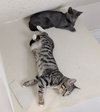 Duchess n' Willow - young bonded sisters