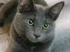 Duchess n' Willow - young bonded sisters