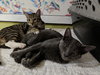 Duchess n' Willow - young bonded sisters