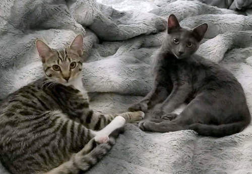 Duchess n' Willow - young bonded sisters