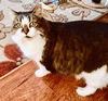 Offered by Owner - LUCY - 10 yr old