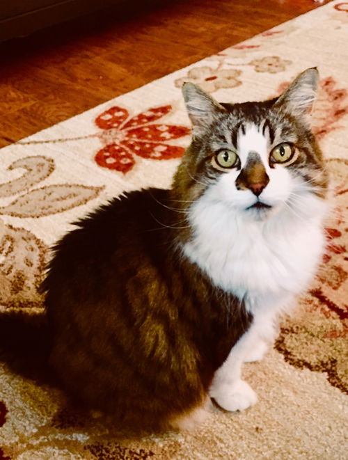 Offered by Owner - LUCY - 10 yr old