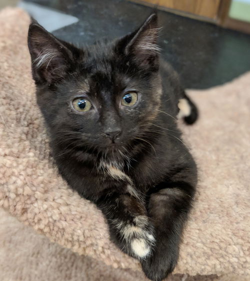 NUTMEG -- and her sister EVIE
