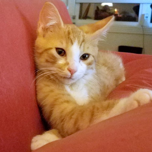 Charlie