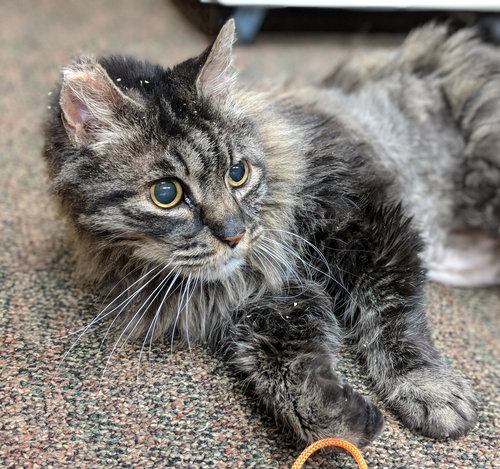 DYLAN - Senior Maine Coon