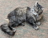 DYLAN - Senior Maine Coon