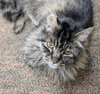 DYLAN - Senior Maine Coon