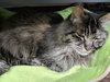 DYLAN - Senior Maine Coon