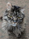 DYLAN - Senior Maine Coon