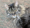 DYLAN - Senior Maine Coon