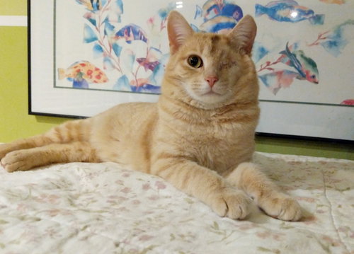 SPENCER - Teen Kitten with a Story