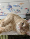 SPENCER - Teen Kitten with a Story