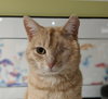 SPENCER - Teen Kitten with a Story