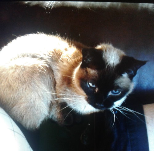 Offered by Owner MOCHA - Siamese Senior