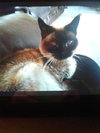 Offered by Owner MOCHA - Siamese Senior