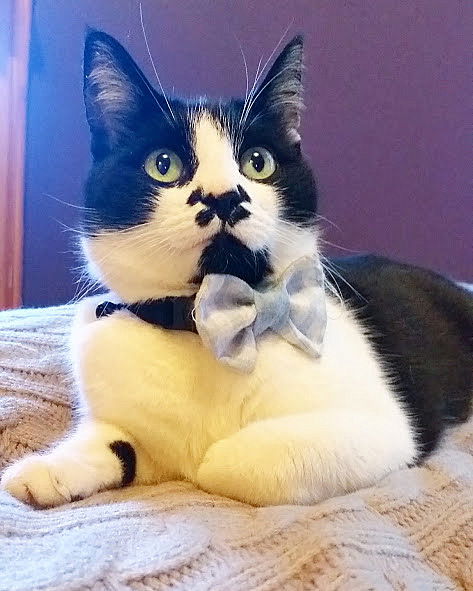 Offered by Owner - Raspberry Mature Adult F