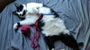 Offered by Owner - Raspberry Mature Adult F