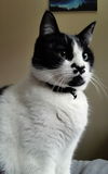 Offered by Owner - Raspberry Mature Adult F