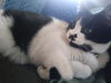Offered by Owner - Raspberry Mature Adult F