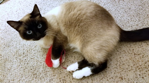 Miss Kitty Kat