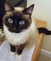 Miss Kitty Kat