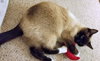 Miss Kitty Kat