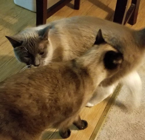 Offered by Owner - Senior Siamese Beebs & Dante