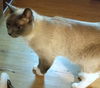 Offered by Owner - Senior Siamese Beebs & Dante