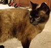 Offered by Owner - Senior Siamese Beebs & Dante