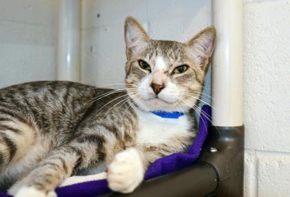 MAUI CAT - Grayson - Young Adult Male