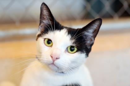 MAUI CAT - Vince - Young Adult Male
