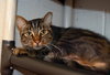 Simba - Young adult male (from Maui!)
