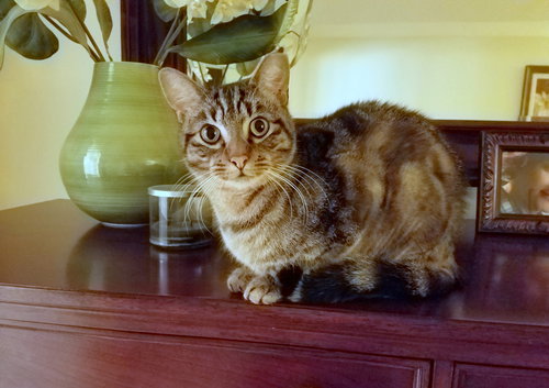 Simba - Young adult male (from Maui!)