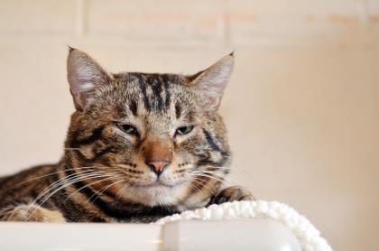 MAUI CAT - Claude - Adult Male