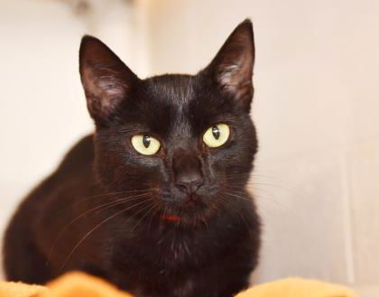 MAUI CAT - Mabel - Young Female Adult