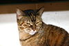 MAUI CAT - Honeygirl - Hawaiian Adult