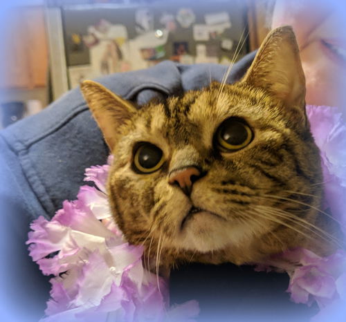 MAUI CAT - Honeygirl - Hawaiian Adult