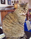 MAUI CAT - Honeygirl - Hawaiian Adult