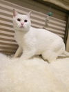 Offered by Owner - Tinkerbell - Deaf Senior