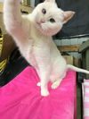 Offered by Owner - Tinkerbell - Deaf Senior