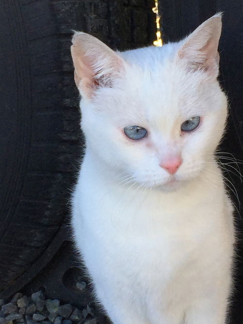 Offered by Owner - Tinkerbell - Deaf Senior
