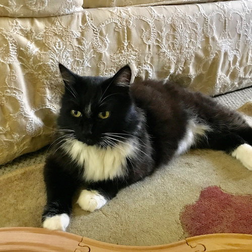 LOVERBOY - Offered by Owner - Young Manx