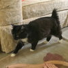 LOVERBOY - Offered by Owner - Young Manx