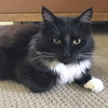 LOVERBOY - Offered by Owner - Young Manx
